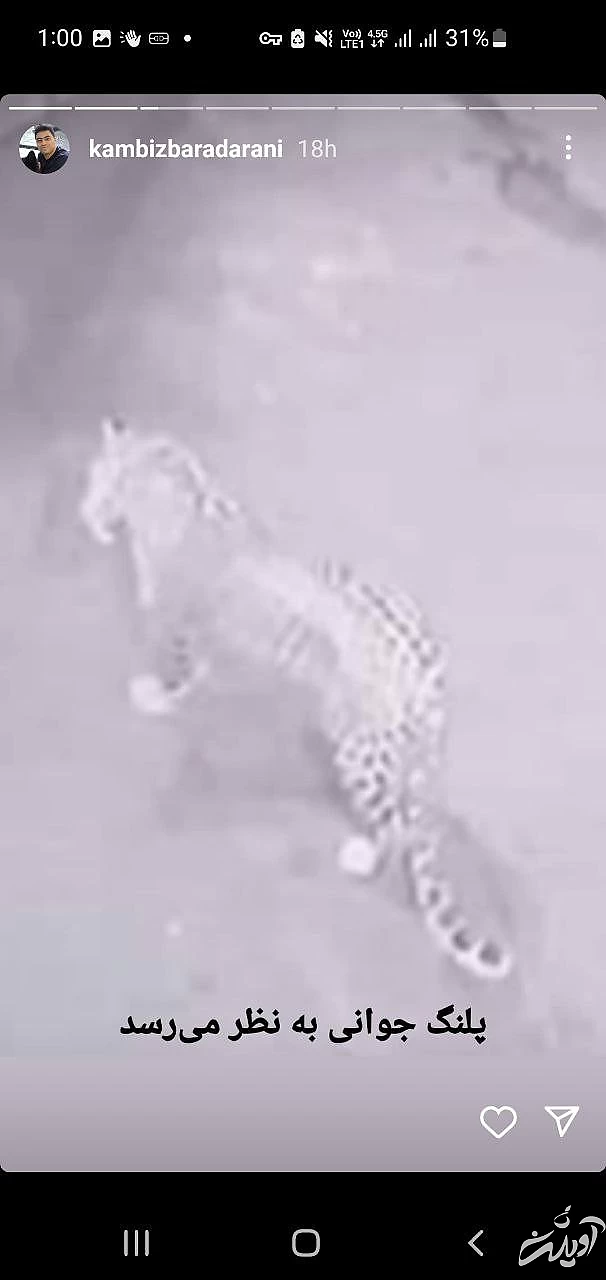 مشاهده یک قلاده پلنگ در اطراف تهران